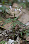 Cutleaf toothwort